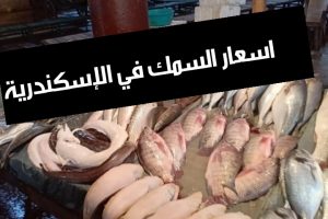 اسعار السمك في الاسكندرية اليوم 2019