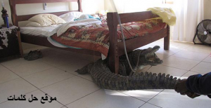 صورة تمساح تحت السرير