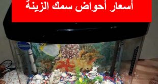 اسعار احواض السمك في سوق الجمعة
